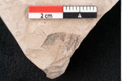 Foto (Detailansicht) von Plantae indet.  (NHMW-GEO-2024-0188-11460)